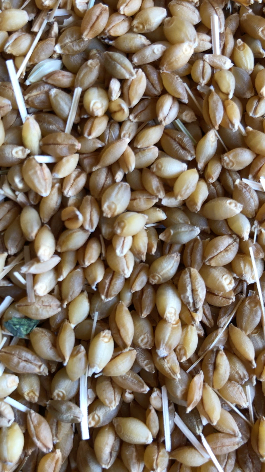 这是青稞还是小麦?