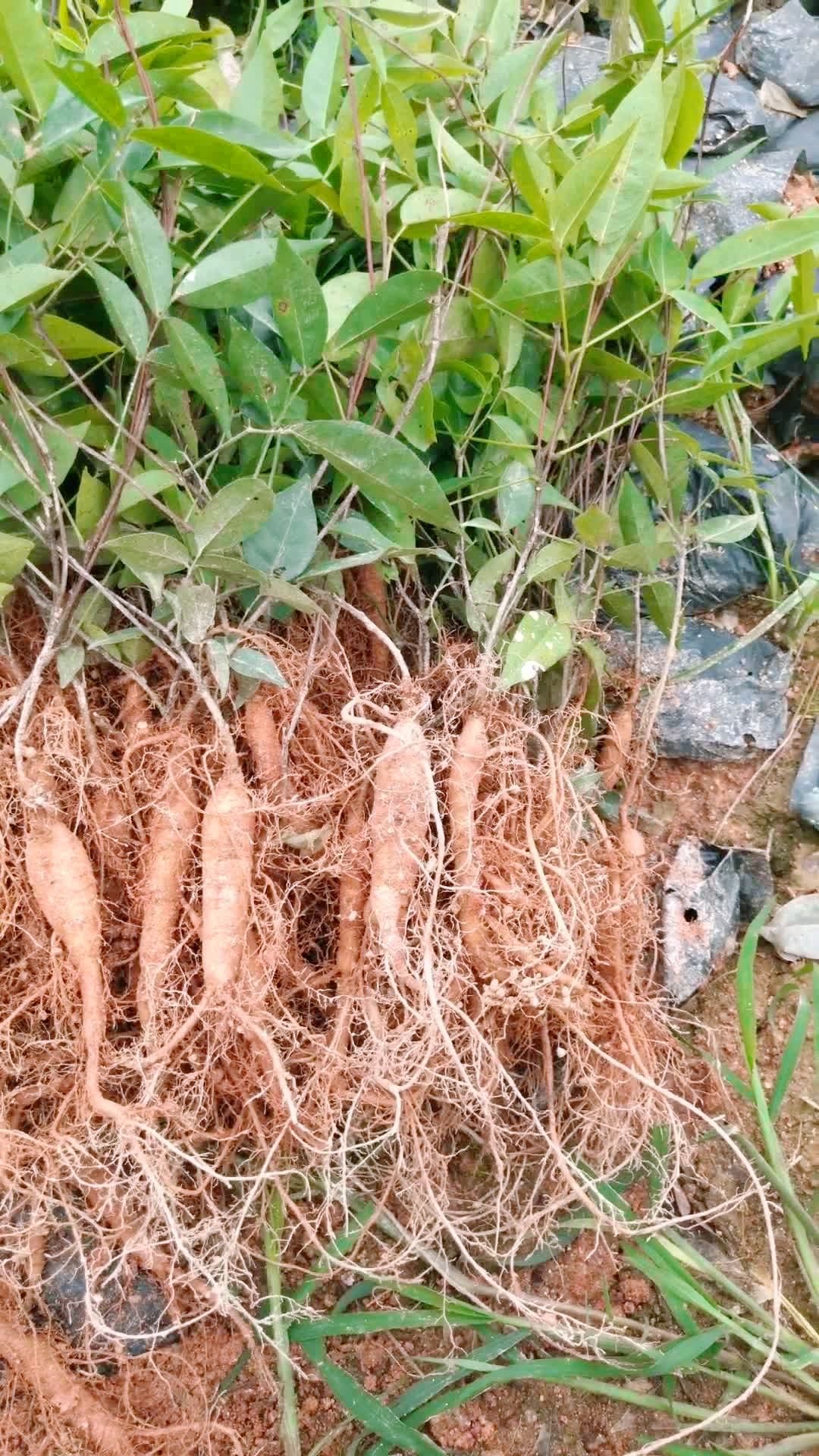 牛大力苗,价钱优惠有需要的朋友加主页微信了解一下谢谢!