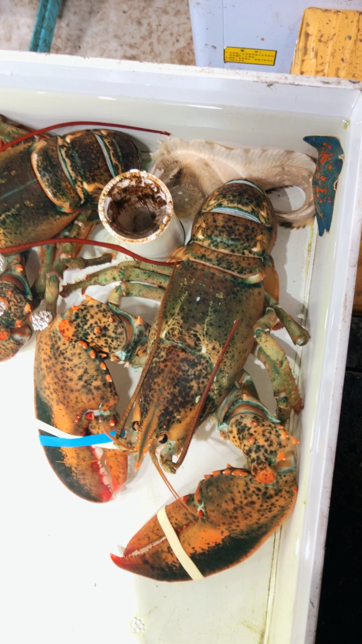 养的一群臭鱼烂虾