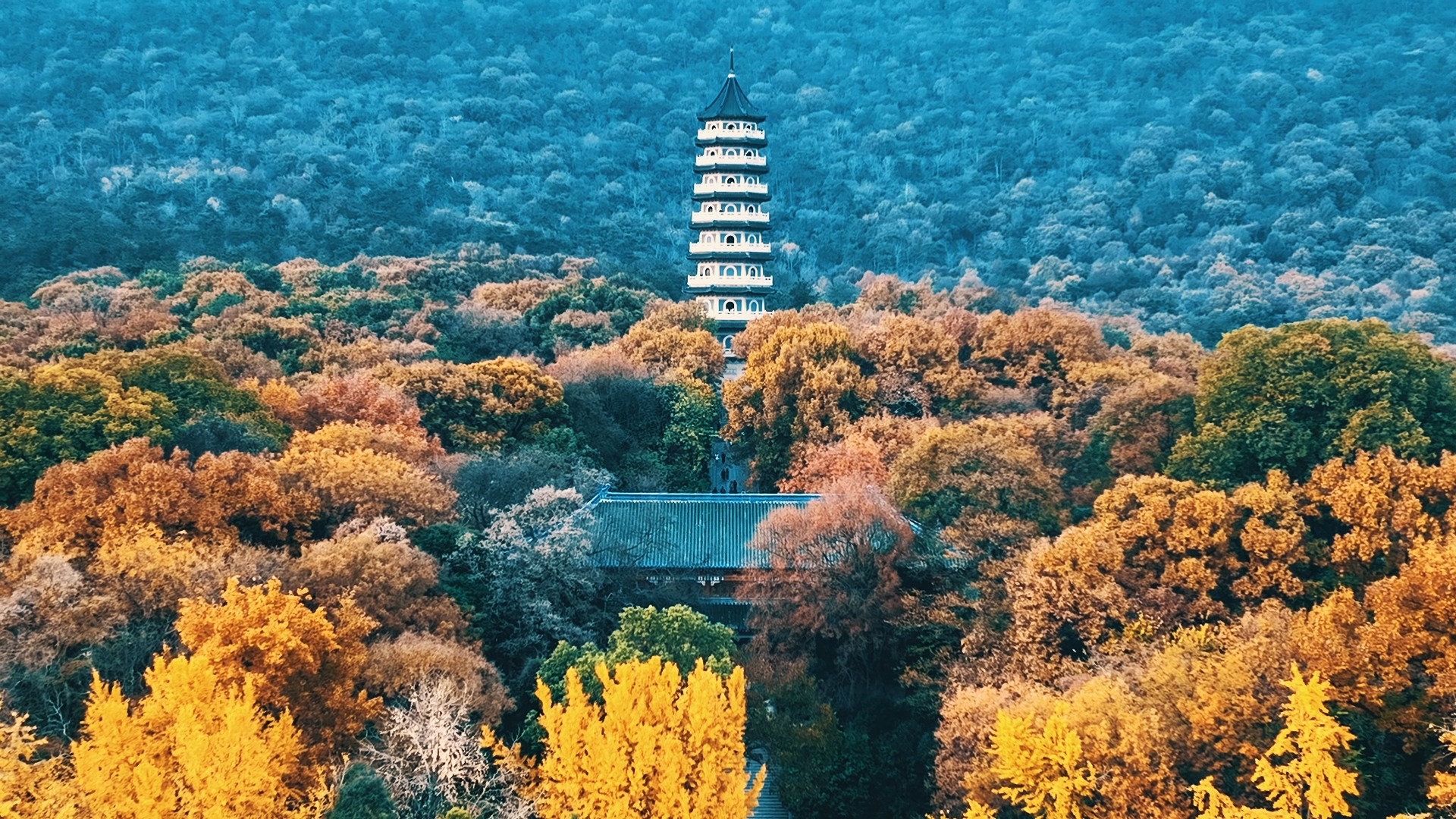 晚秋初冬的南京,层林尽染景色如画,美在金陵