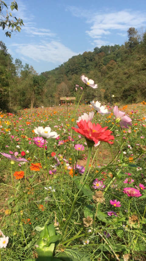 赣县马口生态公园图片