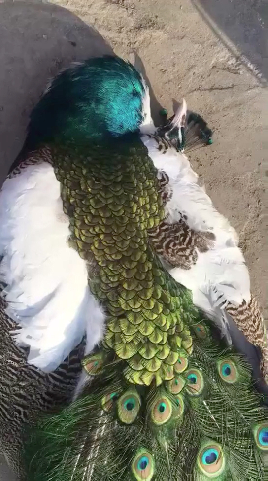 自打和它一起长大的母孔雀死了以后,它不吃不喝直到殉情为止,人有几个