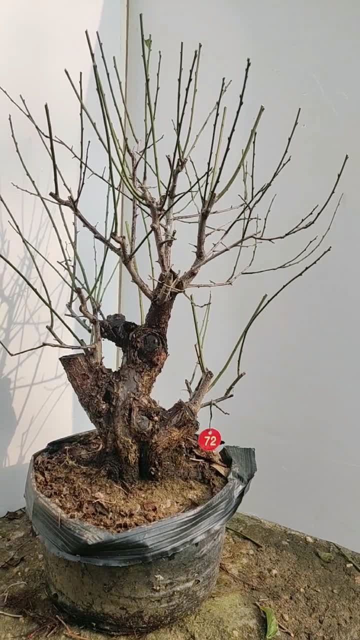 原生红梅,骨里红梅盆景老桩