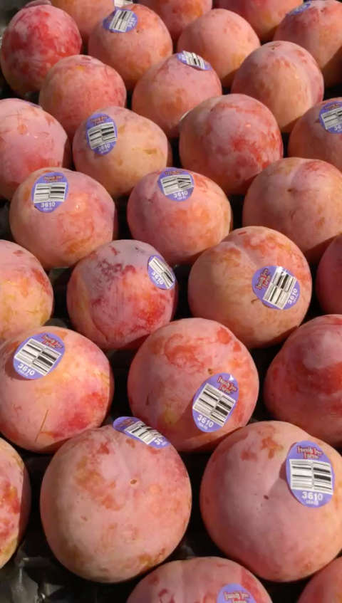 21世纪的李中骄子 美国太阳李 果身粉嘟嘟 果肉黄晶晶 极小的核,丰润