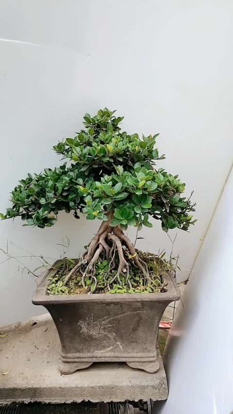 中华蚊母盆景老桩