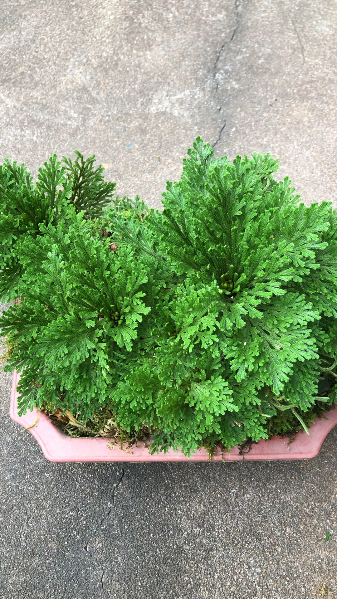 野生卷柏·九死还魂草 稀有品种 带盆包邮 精品老壮 因生命力顽强,照