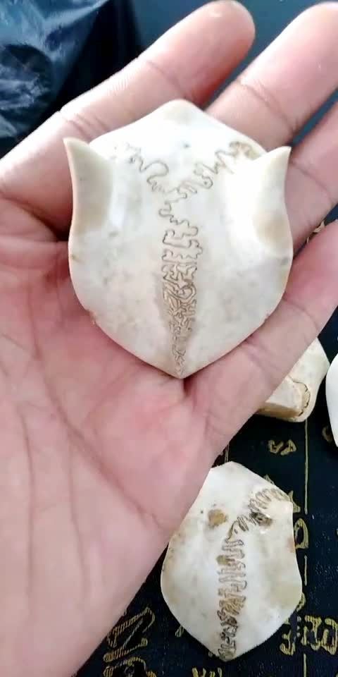 纹路清晰都是纯天然行程的,梅花鹿头盖骨,也称三界牌,有驱邪辟邪招财
