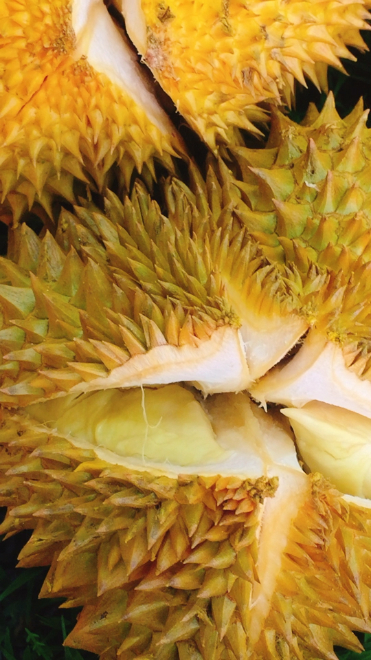 今天的榴莲太漂亮啦9928