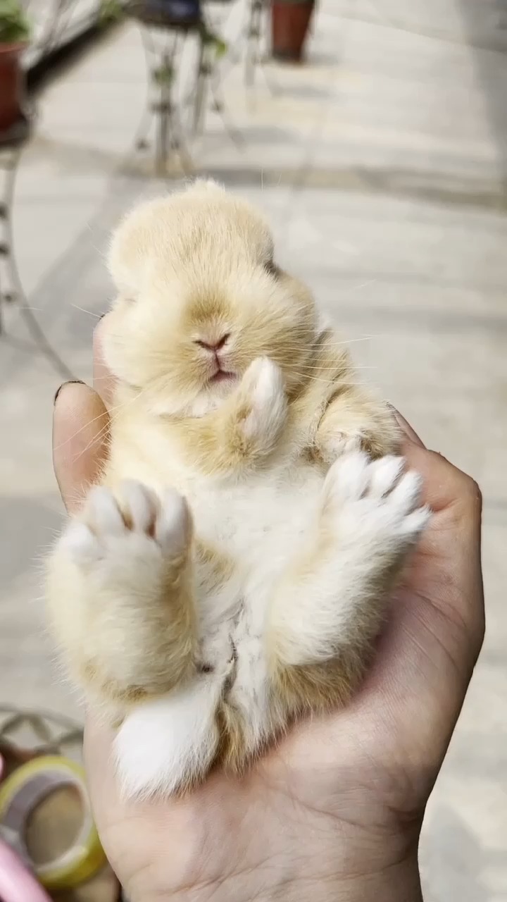 侏儒兔 #兔兔 #小兔子 #宠物兔 #萌宠 #小动物 #萌萌哒