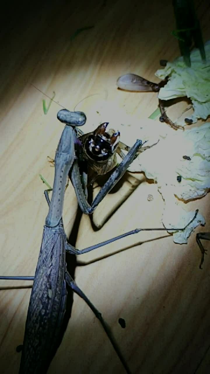 蟋蟀大战螳螂