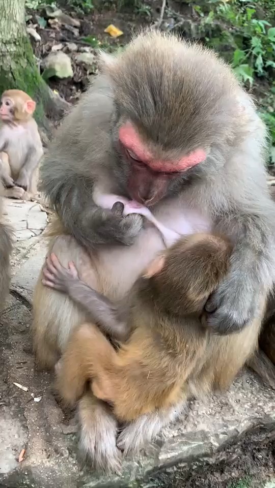 看来猴妈妈是真的饿了,都吃起自己的奶了