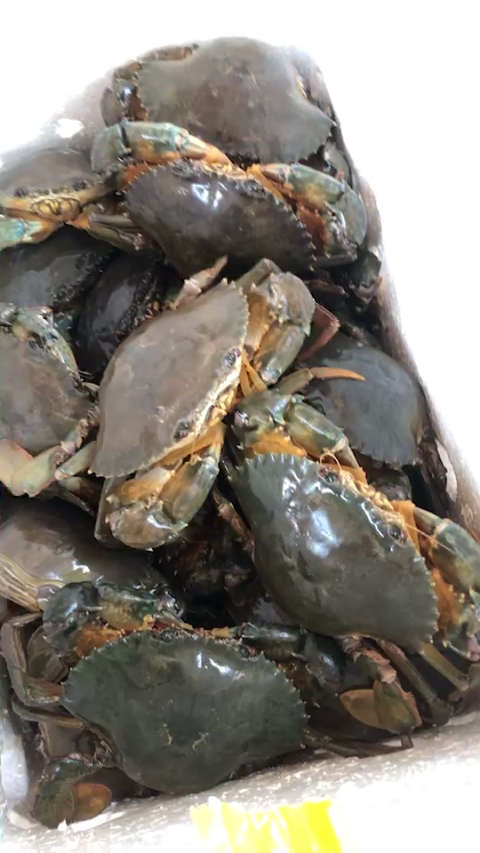 东山岛野生红膏鲟,开始进入最肥美的季节!