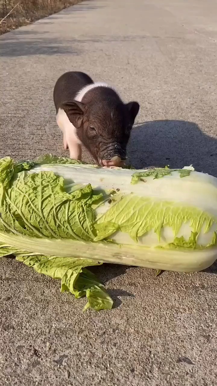 小猪吃白菜
