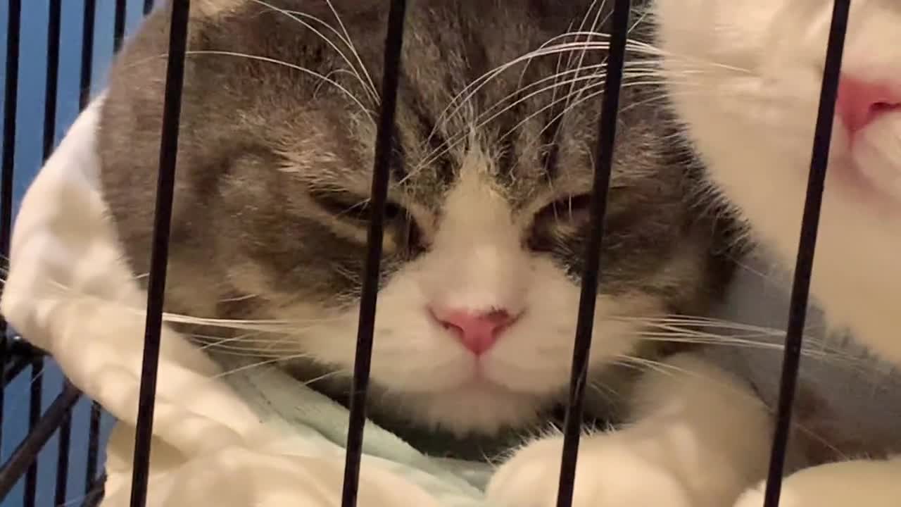 原来小猫咪难过也会掉眼泪