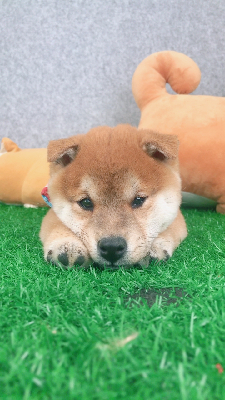 小豆眉胖嘟嘟净脸弟弟