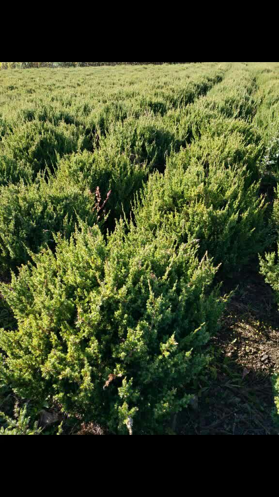 快柏毛球.3万多