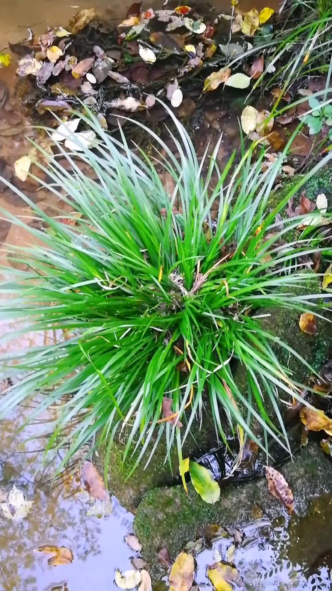 一大棵石菖蒲,非常好看.