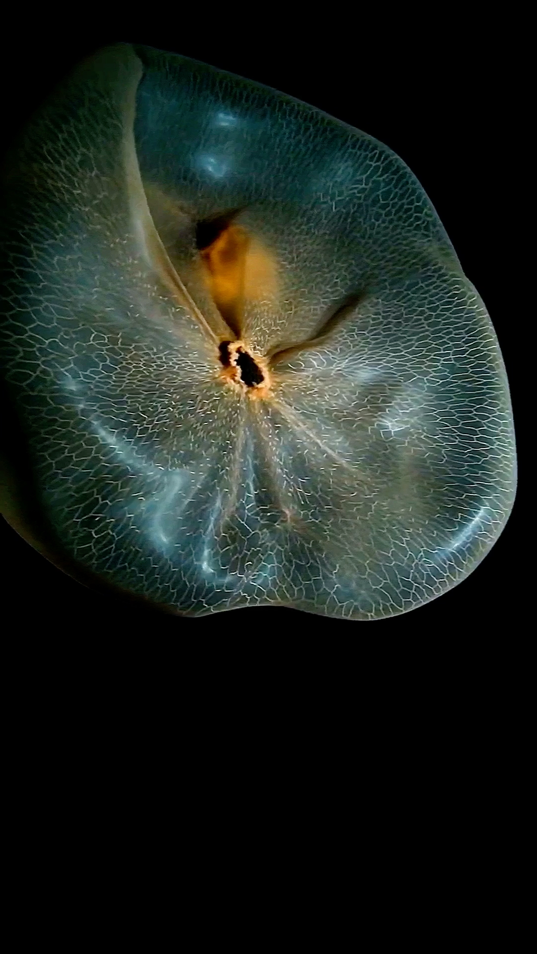 渊宿水母,又称胎盘水母,是一种无触手的特化水母.