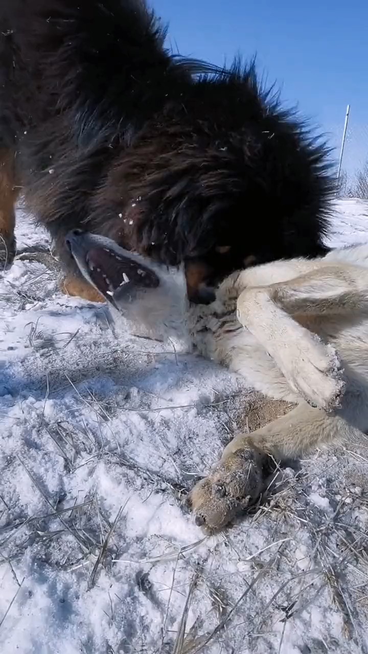 藏獒与狼的较量!