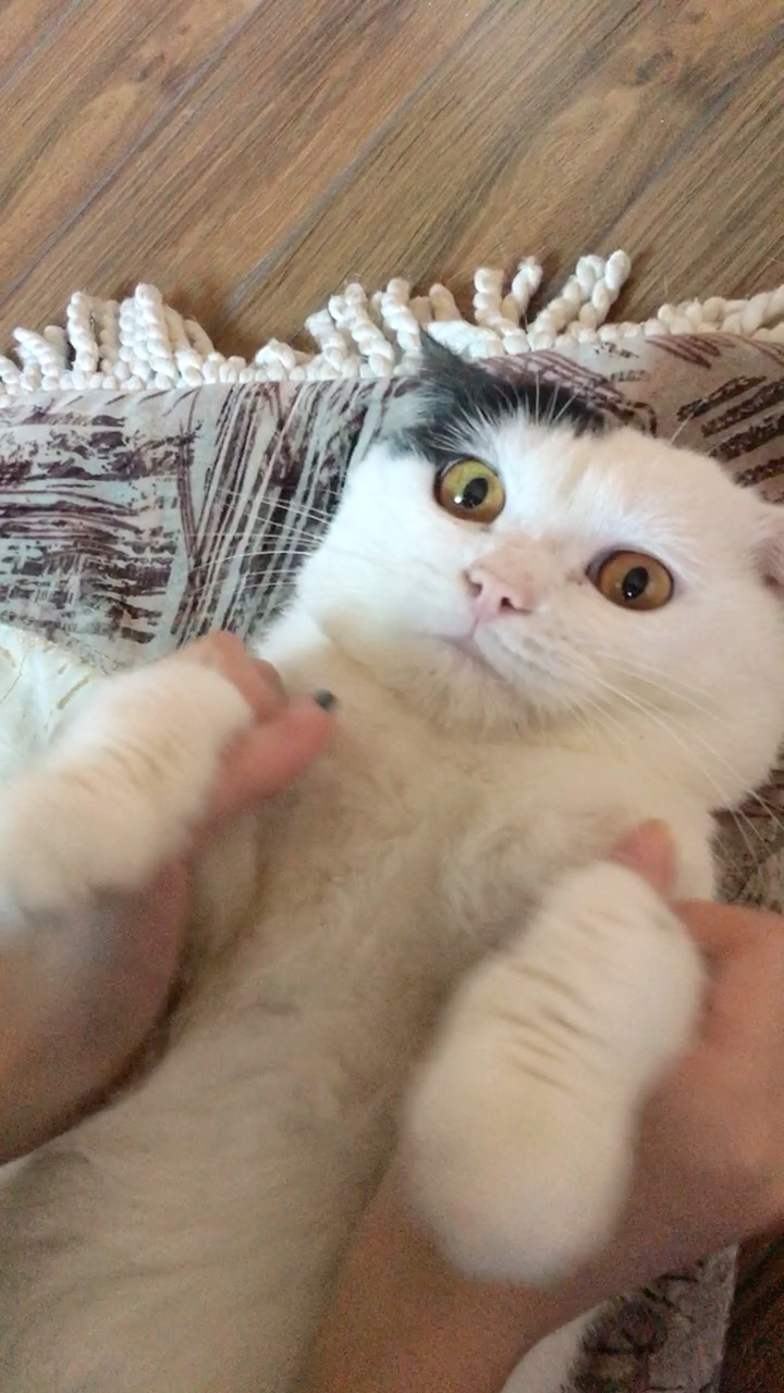 终于忍不住对一只小猫咪下手了@{uid:1502349662339070,nick:�%8