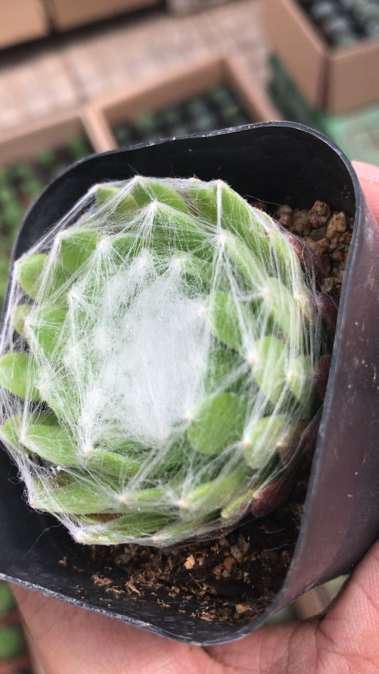 多肉植物蛛丝卷绢,美的有点吓人