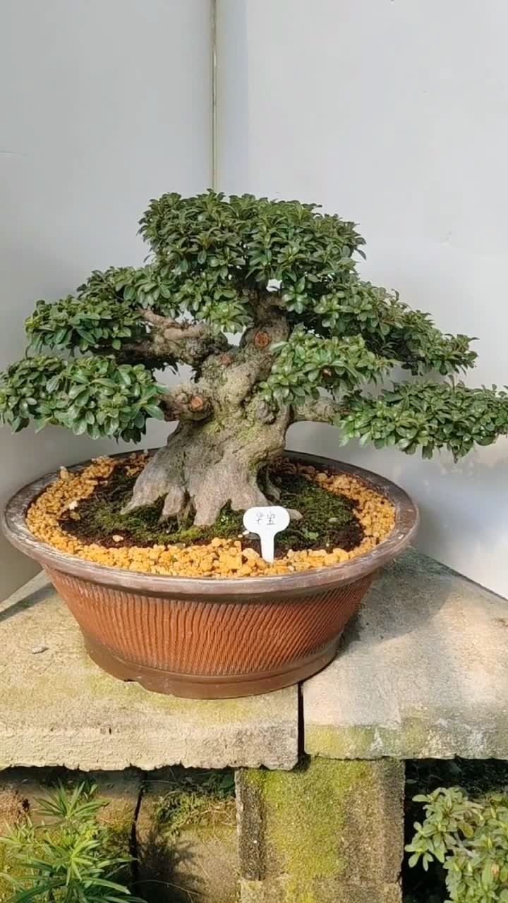 矮霸型杜鹃盆景老桩