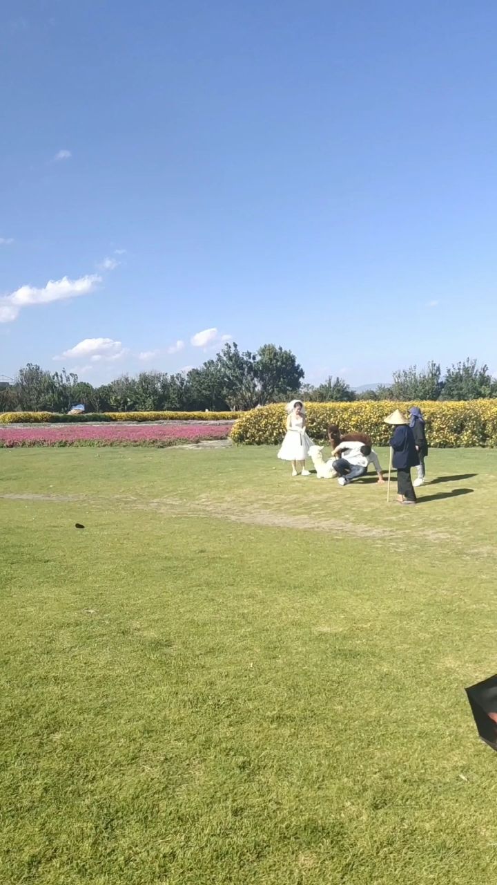 婚纱照大理花海拍摄现场92909491