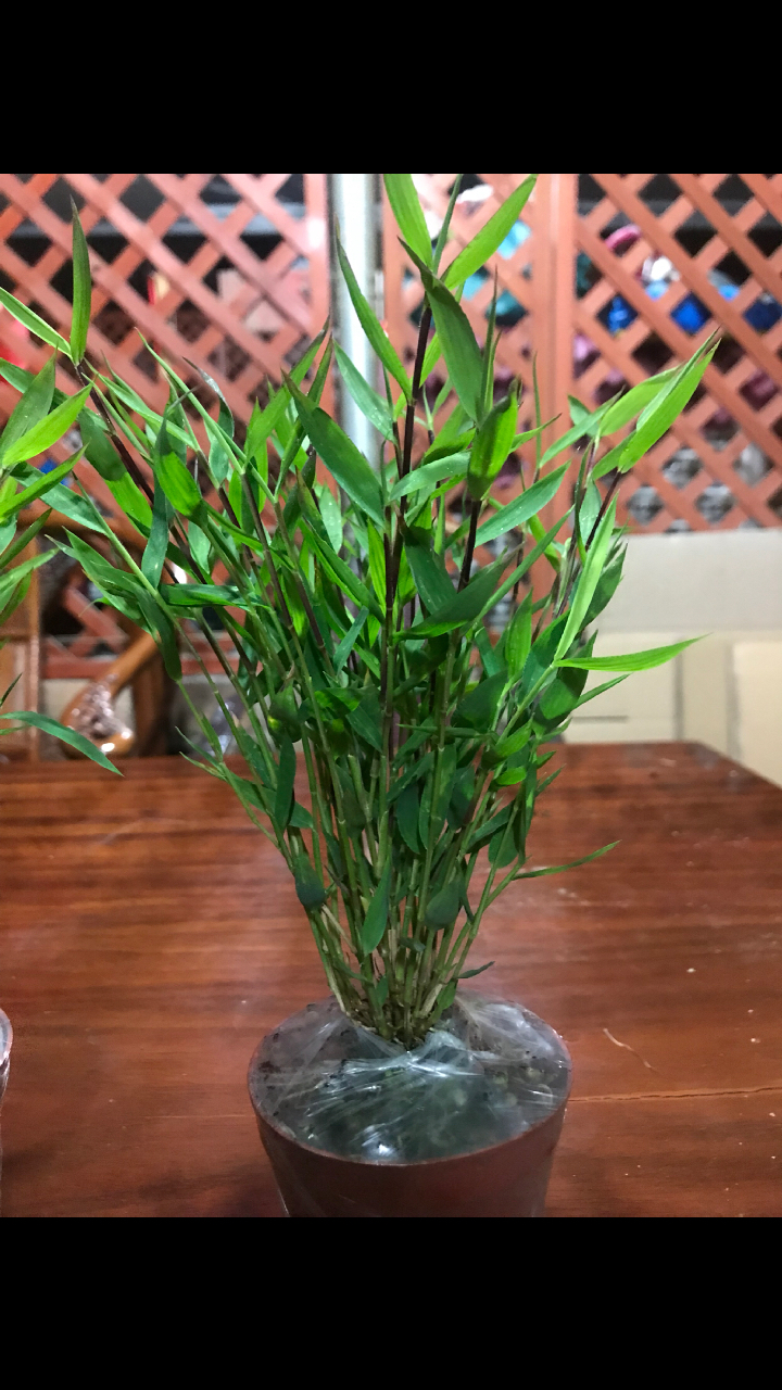 超靓澳洲风竹,批发零售13599692356