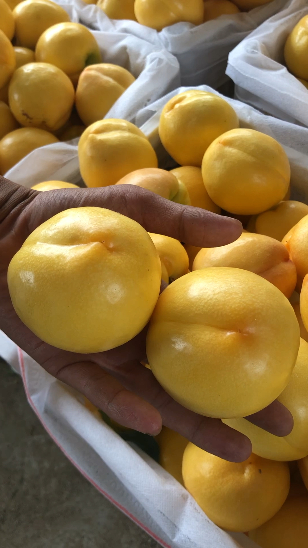 黄金油桃发货,认识我吃水果:果树,我,你!