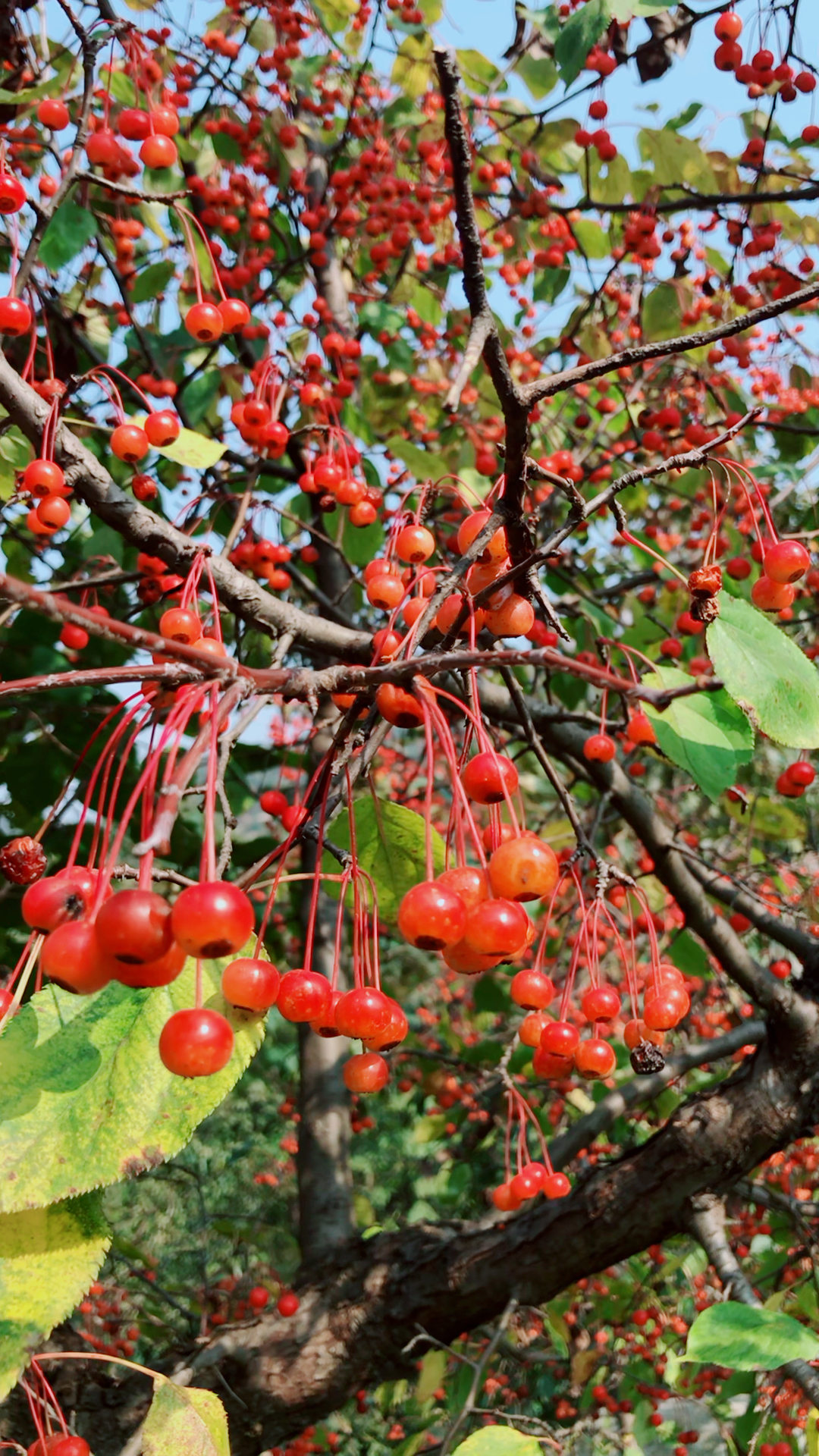 这个山上的野果树,很漂亮,能吃吧?
