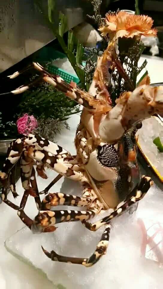 深海大彩电龙虾刺身5斤多