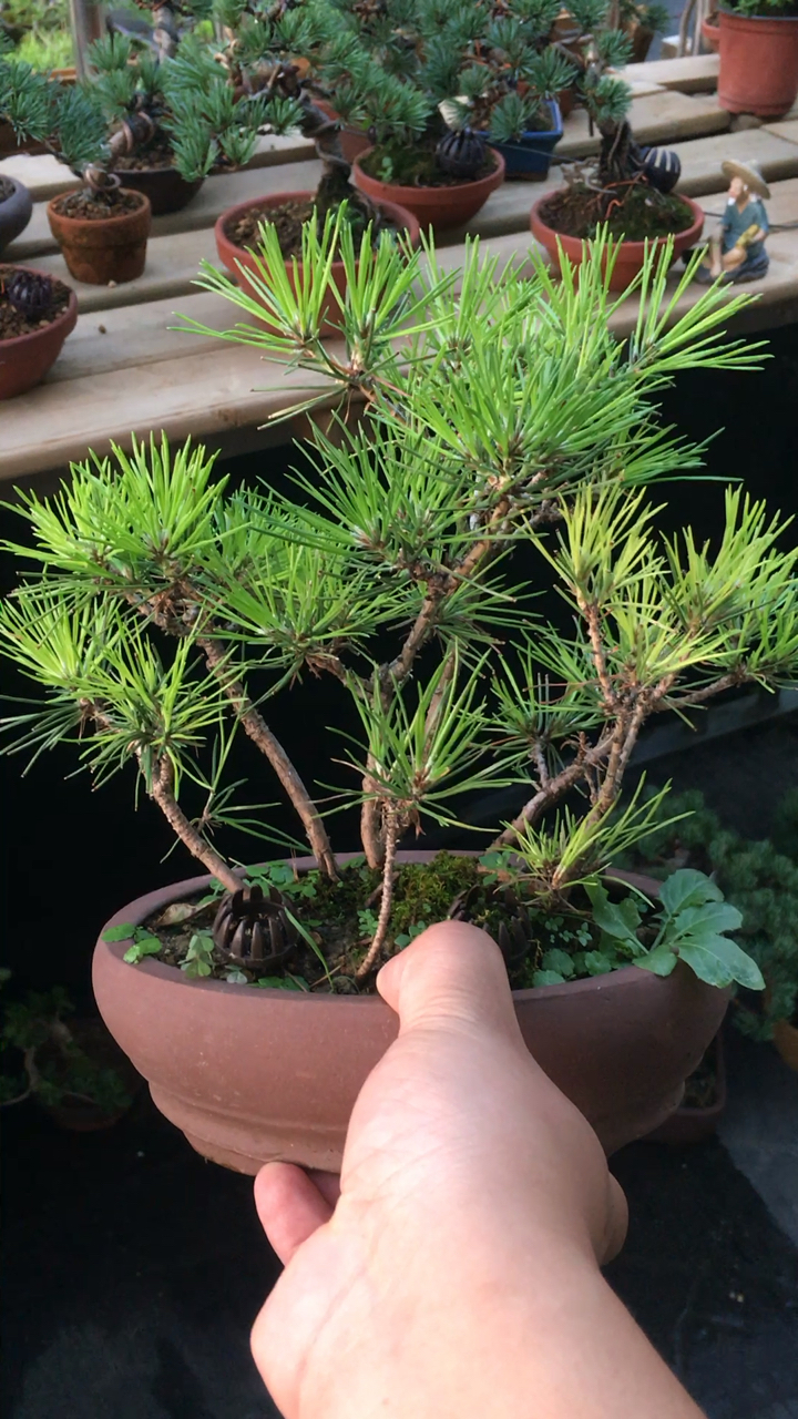 黑松丛林