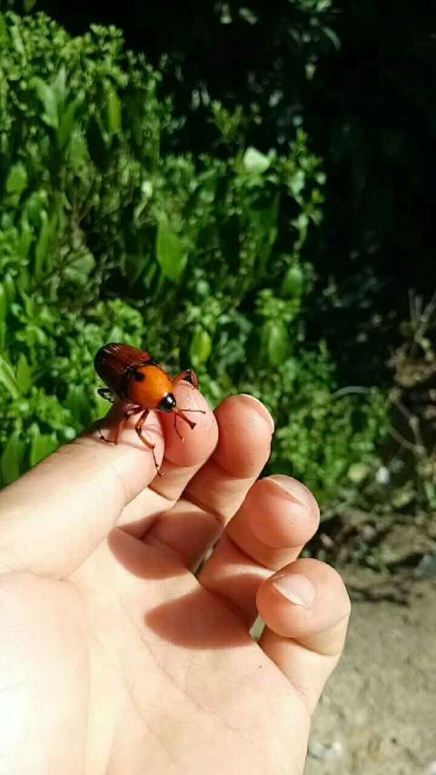 儿时回忆,你们谁玩过?笋虫