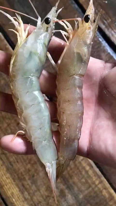 中大沙鲁虾   一斤40条左右   回去快速解冻水龙头冲一下    开水开放