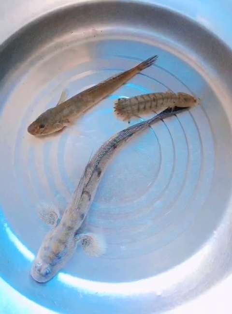 新宠物皮皮虾能火吗?