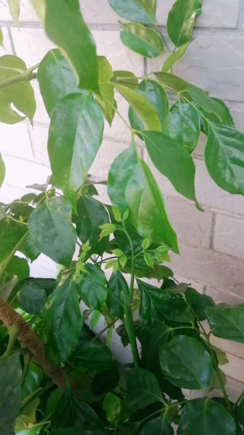 幸福树结果了~03