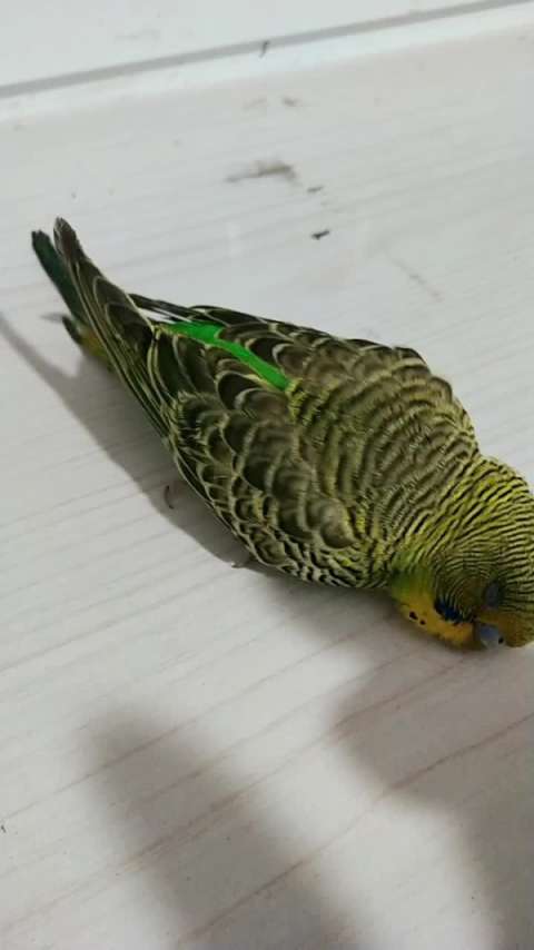 鹦鹉波利死翘翘了01