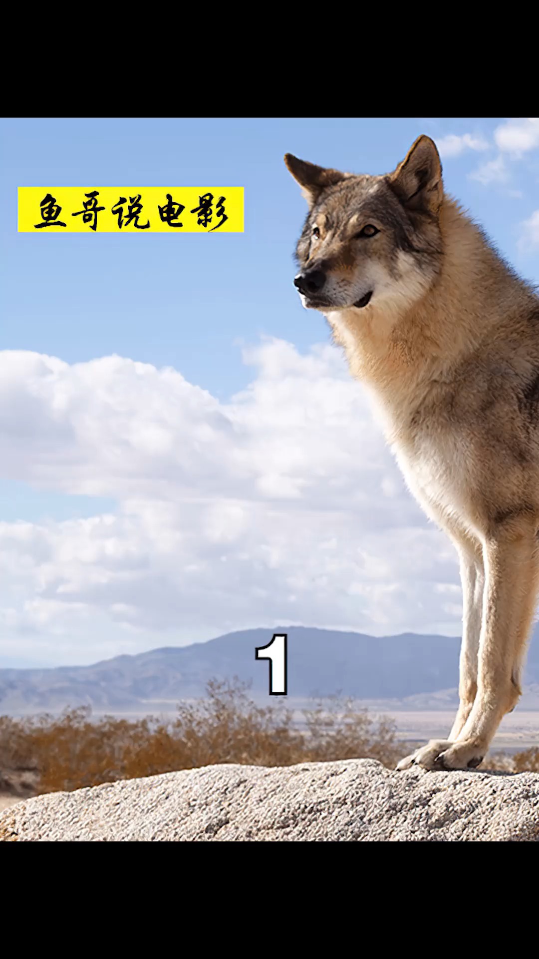 男孩与受伤的孤狼相依为命,互相救赎,超治愈的电影.(上)#电影解说