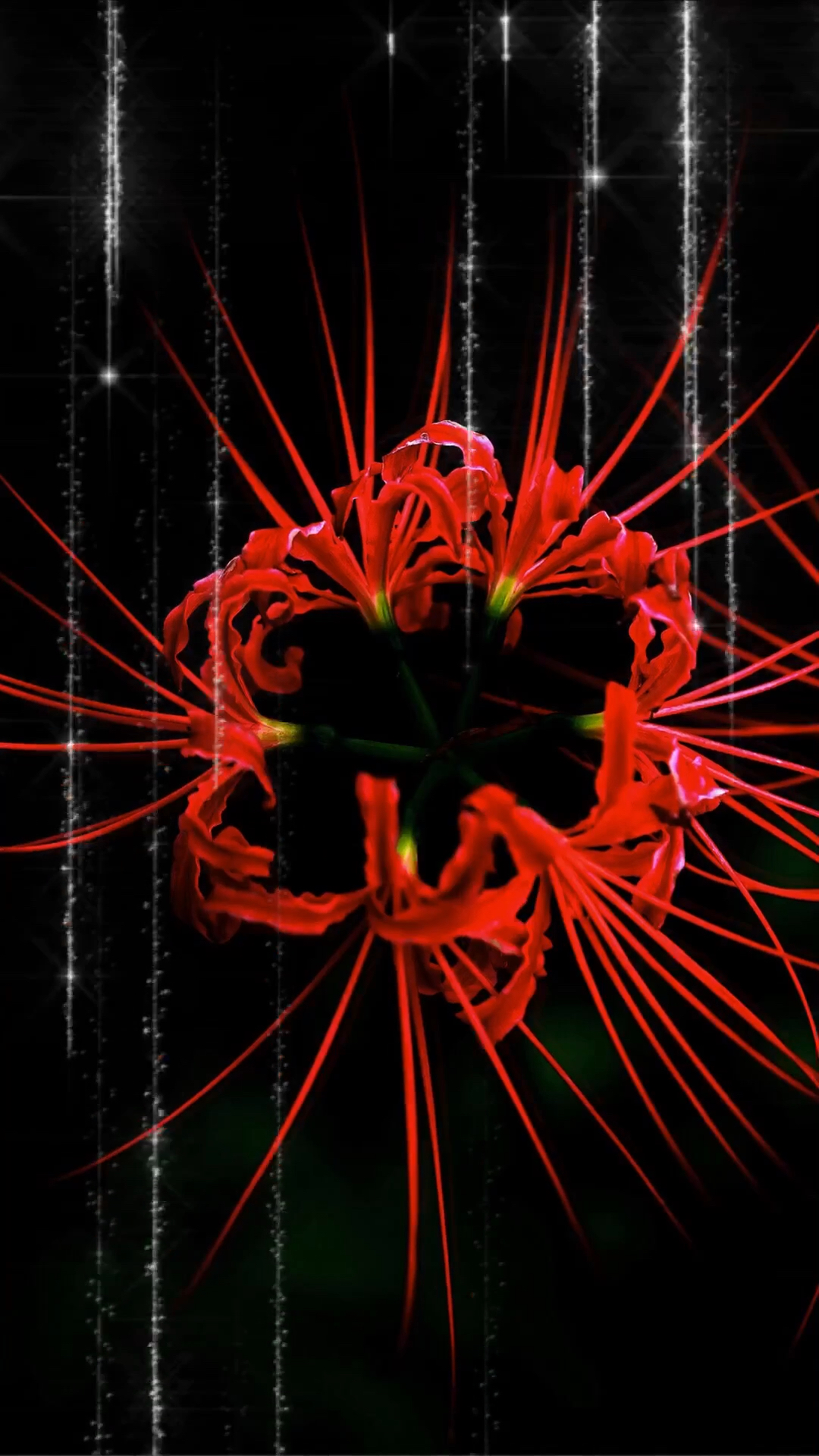 彼岸花,最美的花,做壁纸很美哟