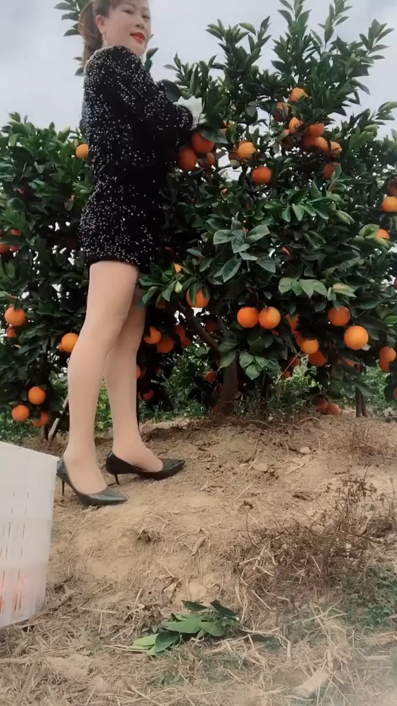 有跟我一样的不,来田里 摘脐橙还穿高跟鞋的