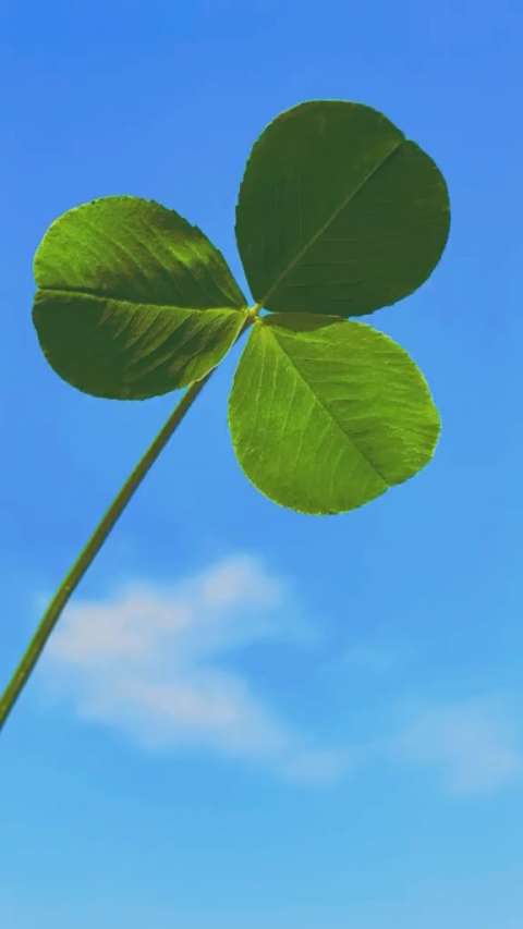 你知道三叶草代表了什么吗?