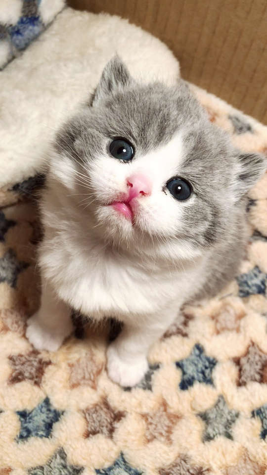 超级可爱的萌兜兜呀 你真的太萌啦!