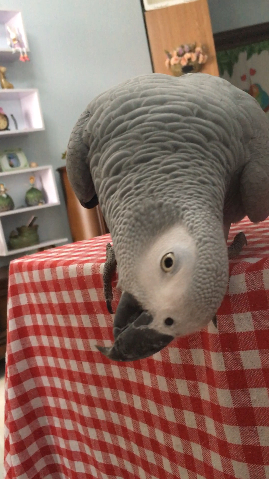 顶嘴的小灰!日常