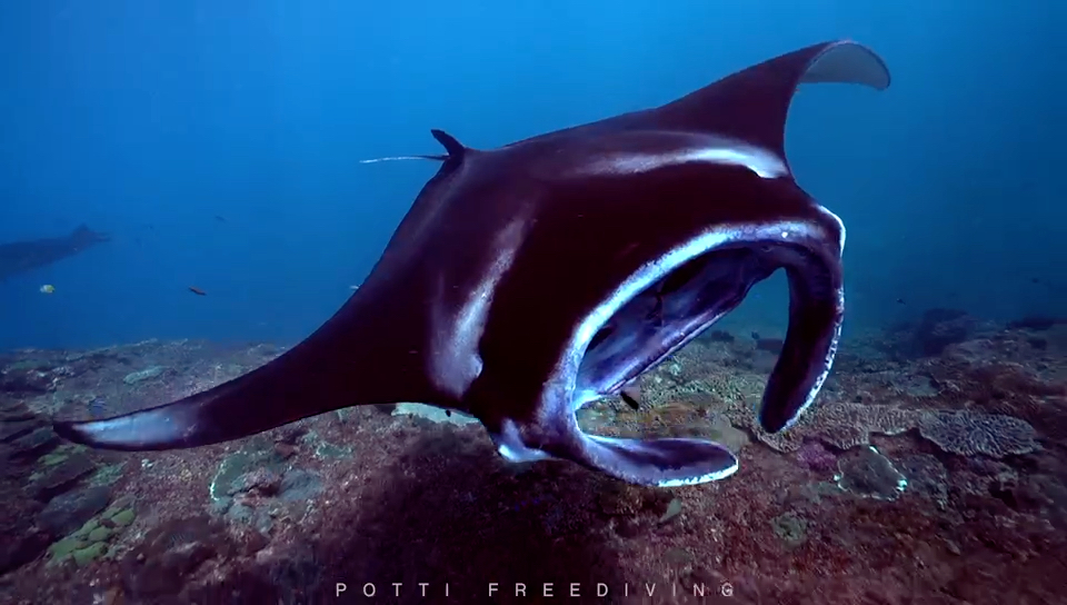 来自potti巴厘岛的manta魔鬼鱼.