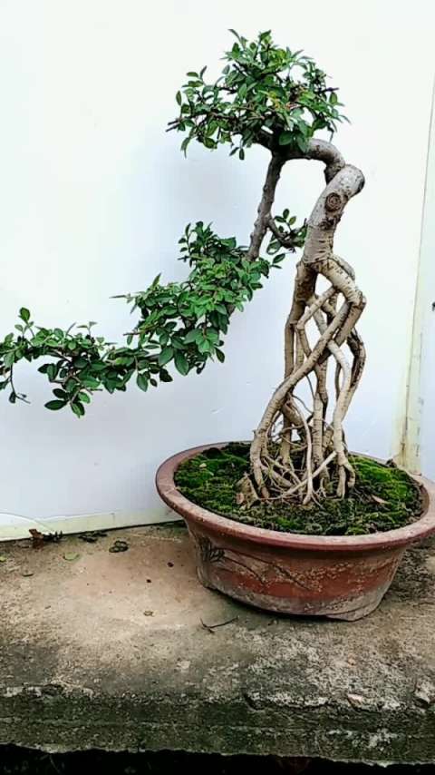 提根榆树盆景老桩