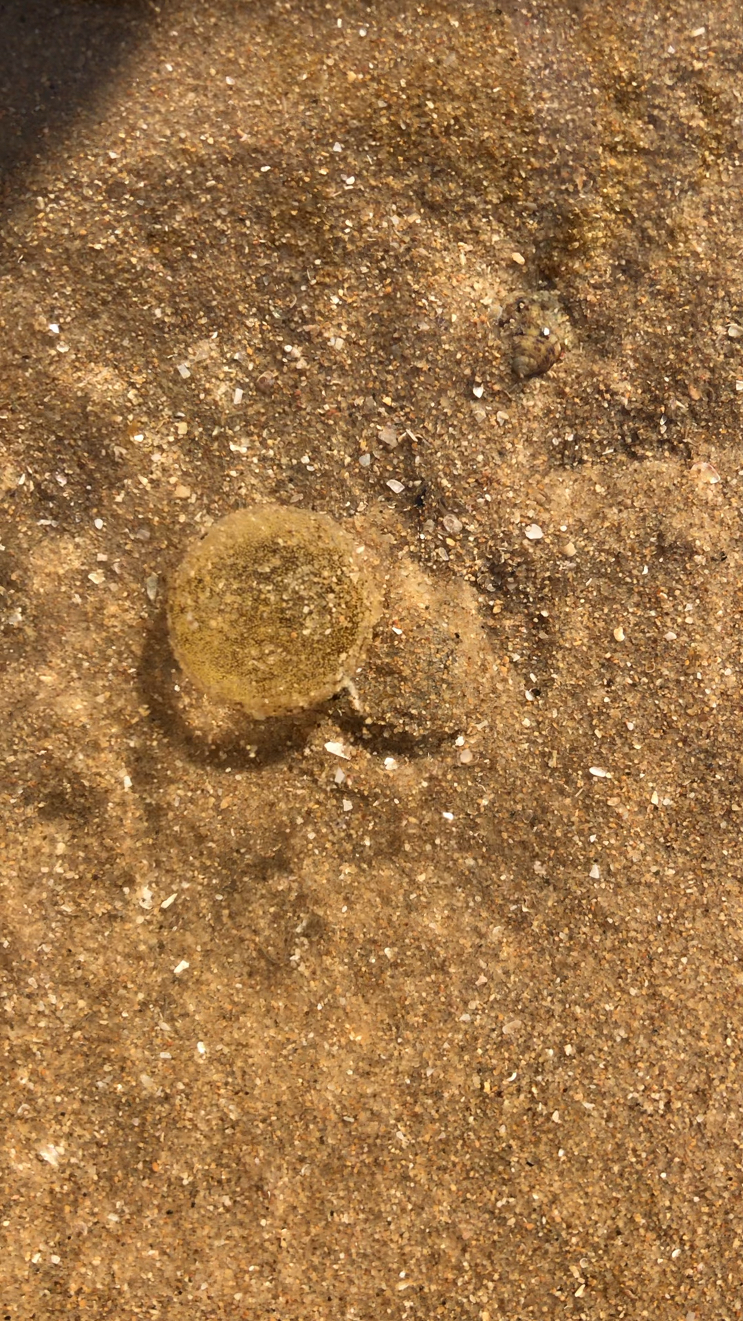 晶莹剔透的  拍不出效果 简直太美了 美到无法形容98!