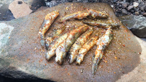 野外石板烤鱼,放牛娃的乐趣.