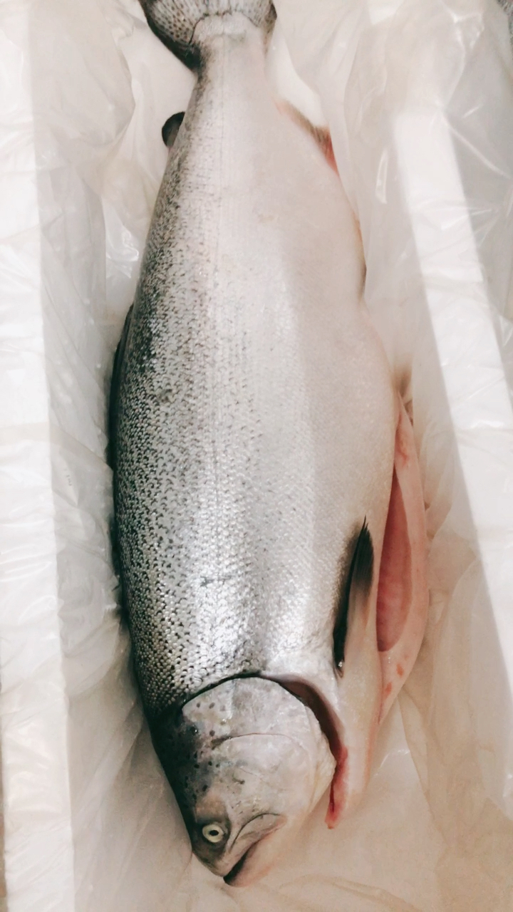 新西兰《帝王鲑》