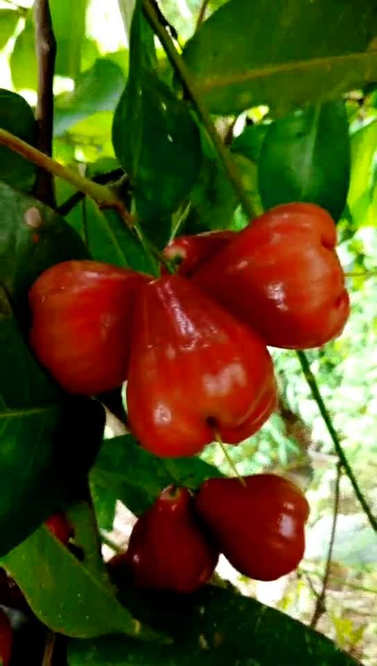 大叶红莲雾原产只马来西亚,外表颜色艳丽,色呈大红,靠近果实闻之有一