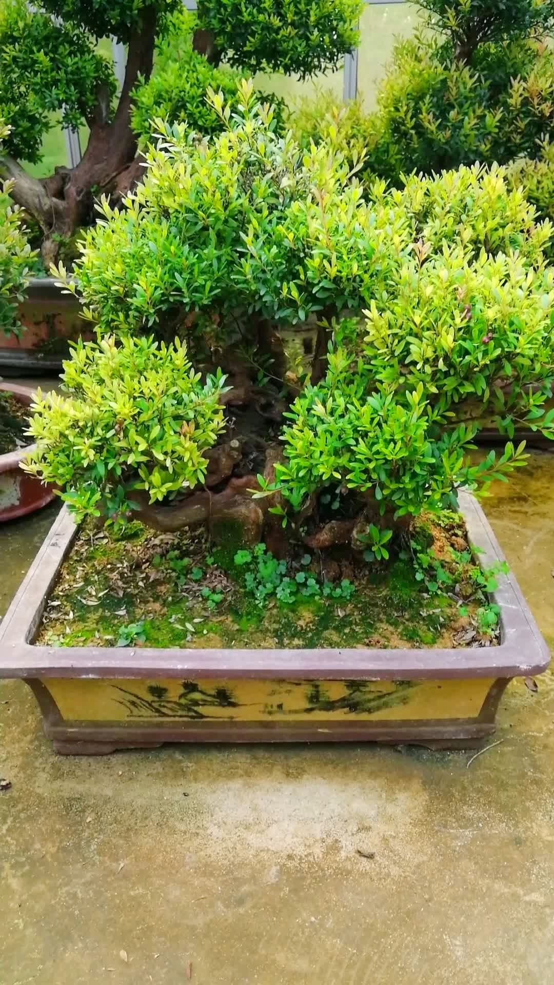 小叶赤楠大型办公室内盆景